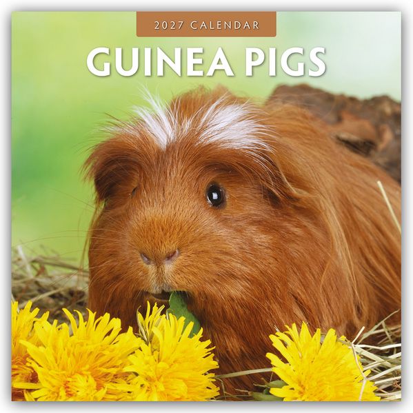 Guinea Pigs - Meerschweinchen 2027 - 16-Monatskalender