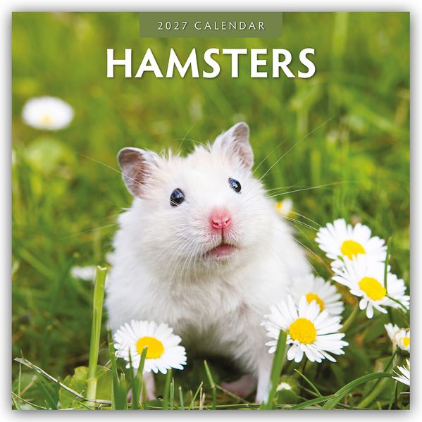 Hamsters - Hamster 2027 - 16-Monatskalender