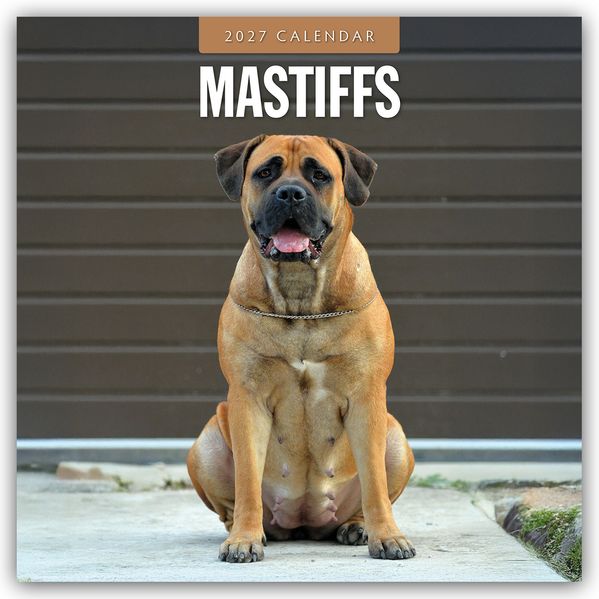 Mastiffs - Mastiff 2027 - 16-Monatskalender