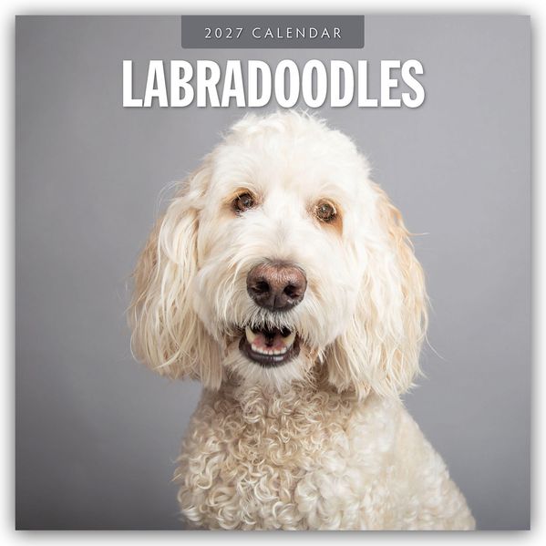 Labradoodles - Labradoodle 2027 - 16-Monatskalender