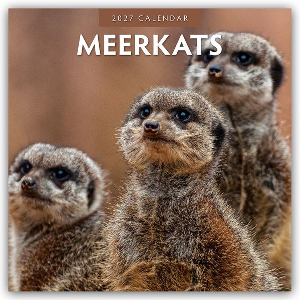 Meerkats - Erdmännchen 2027 - 16-Monatskalender
