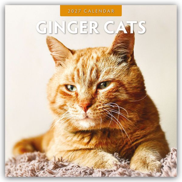 Ginger Cats - Rote Katzen - Gingerkatzen 2027 - 16-Monatskalender