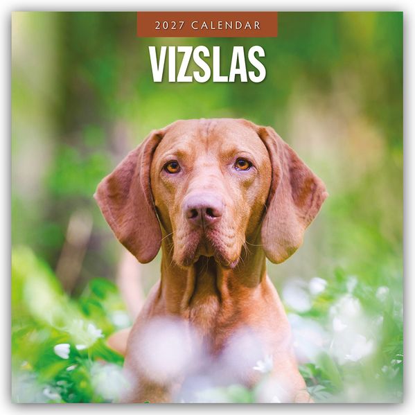 Vizslas - Magyar Vizsla - Kurzhaariger Ungarischer Vorstehhund 2027 - 16-Monatskalender