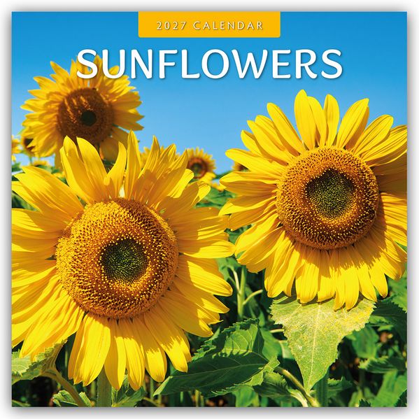 Sunflowers - Sonnenblumen 2027 - 16-Monatskalender