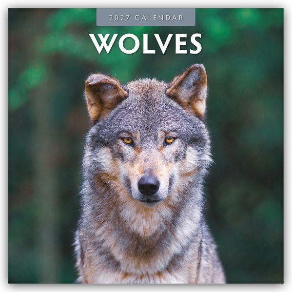 Wolves - Wölfe 2027 - 16-Monatskalender