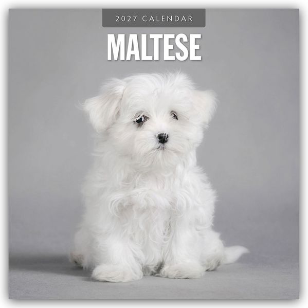 Maltese - Malteser 2027 - 16-Monatskalender