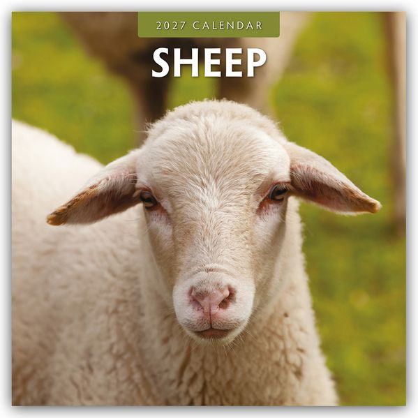 Sheep - Schafe 2027 - 16-Monatskalender