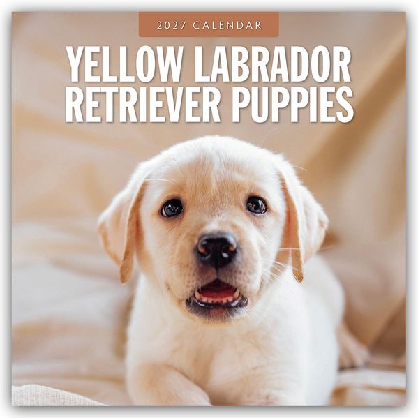 Yellow Labrador Retriever Puppies - Gelbe Labrador Retriever Welpen 2027 - 16-Monatskalender