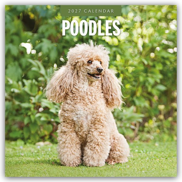 Poodles - Pudel 2027 - 16-Monatskalender