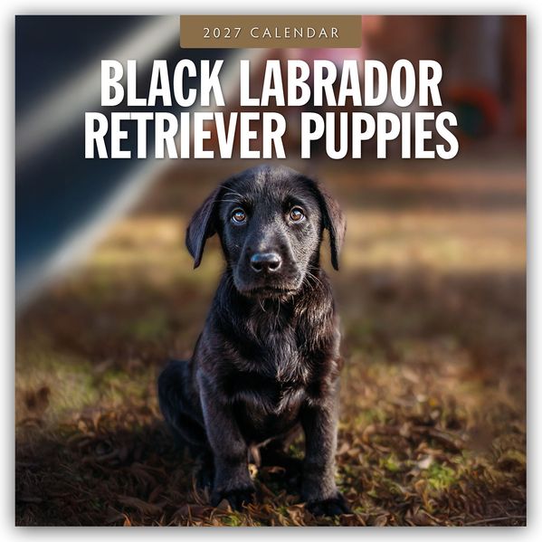 Black Labrador Retriever Puppies - Schwarze Labrador Retriever Welpen 2027 - 16-Monatskalender