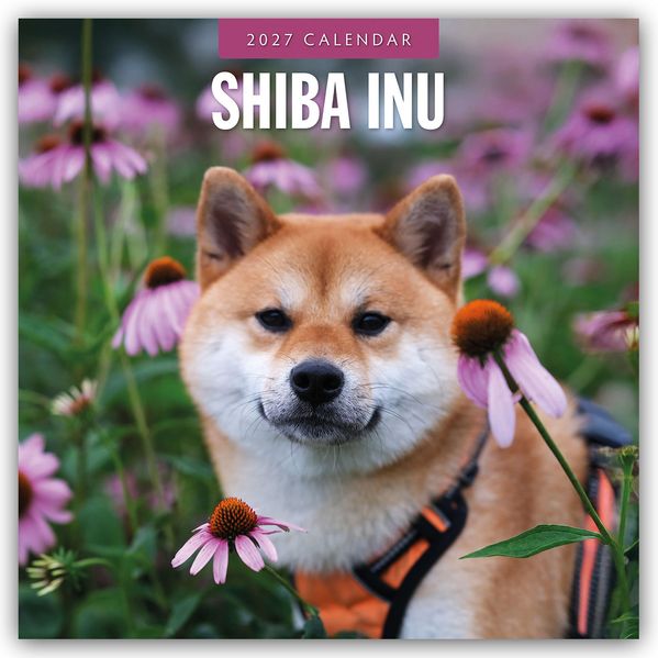 Shiba Inu 2027 - 16-Monatskalender