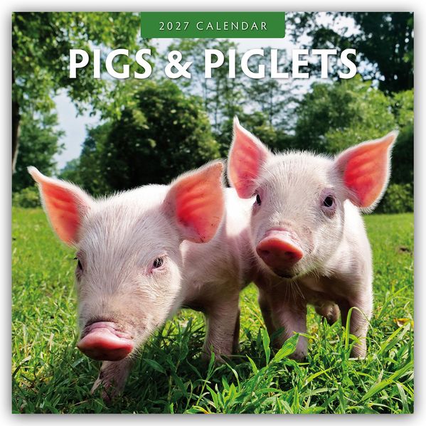 Pigs & Piglets - Schweine & Ferkel 2027 - 16-Monatskalender