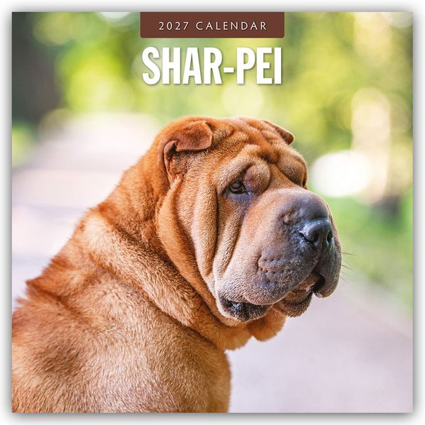 Shar-Pei - Chinesischer Faltenhund 2027 - 16-Monatskalender