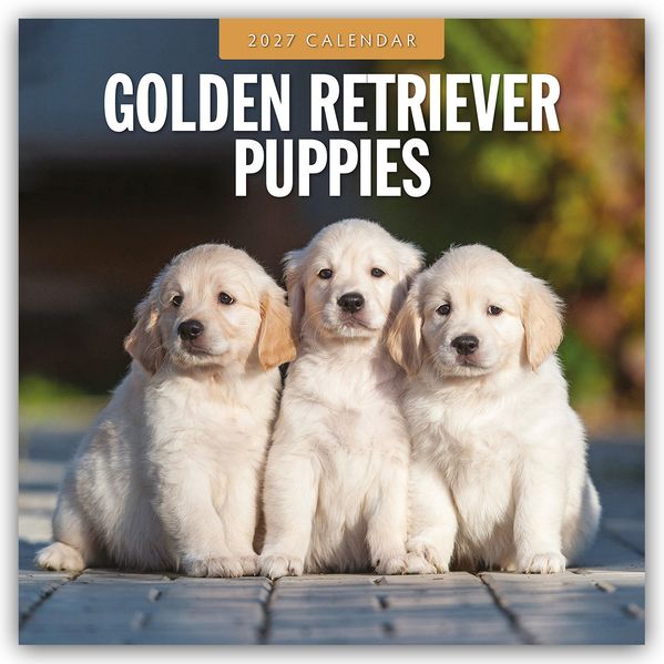 Golden Retriever Puppies - Golden Retriever Welpen 2027 - 16-Monatskalender