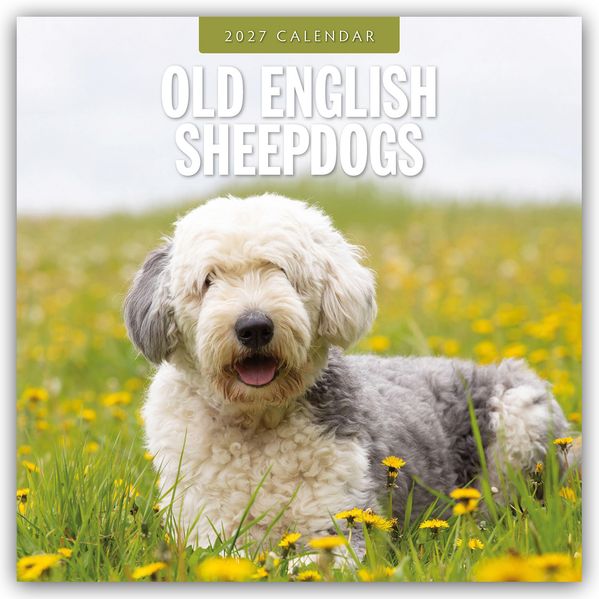 Old English Sheepdogs - Bobtail 2027 - 16-Monatskalender