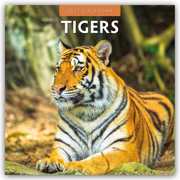 Tigers - Tiger 2027 - 16-Monatskalender