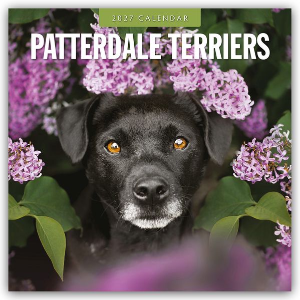 Patterdale Terriers - Patterdale Terrier - Schwarzer Terrier 2027 - 16-Monatskalender