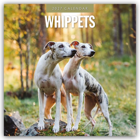 Whippets - Whippet 2027 - 16-Monatskalender