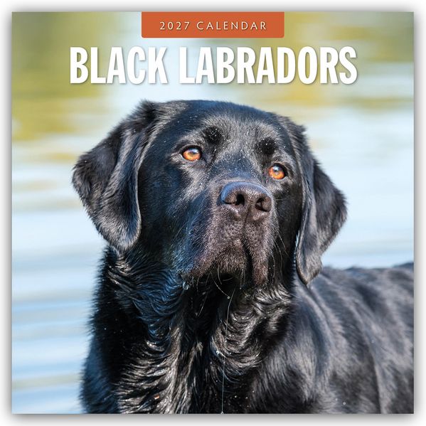 Black Labrador Retrievers - Schwarze Labrador Retriever 2027 - 16-Monatskalender