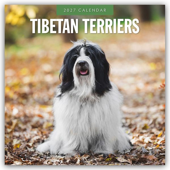 Tibetan Terriers - Tibet Terrier 2027 - 16-Monatskalender