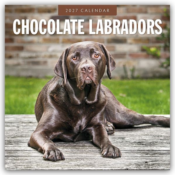 Chocolate Labrador Retrievers - Schokoladenbraune Labrador Retriever 2027 - 16-Monatskalender