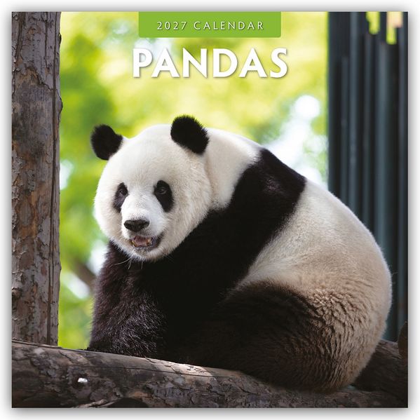 Pandas - Pandabären 2027 - 16-Monatskalender