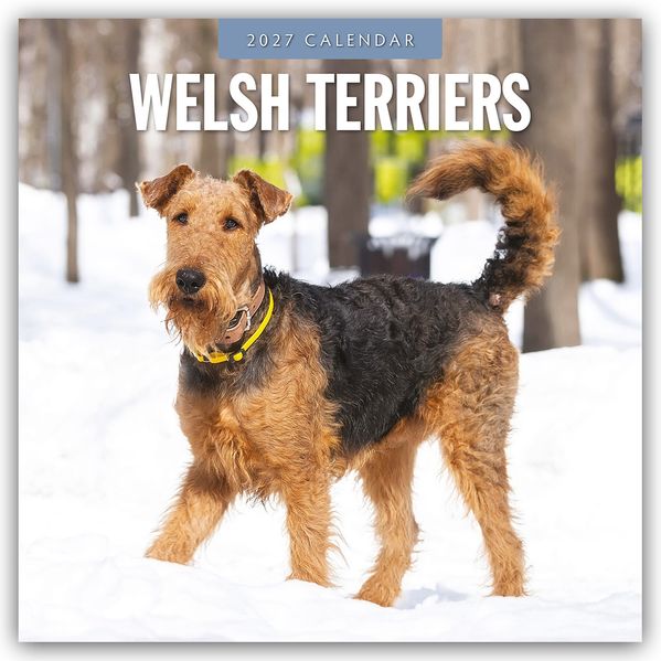 Welsh Terriers - Welsh Terrier 2027 - 16-Monatskalender