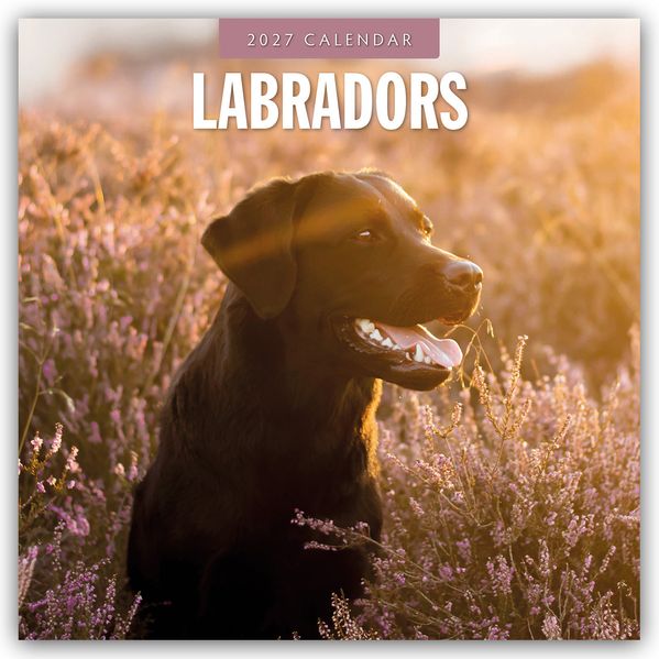 Labradors - Labradore - Labrador Retriever 2027 - 16-Monatskalender