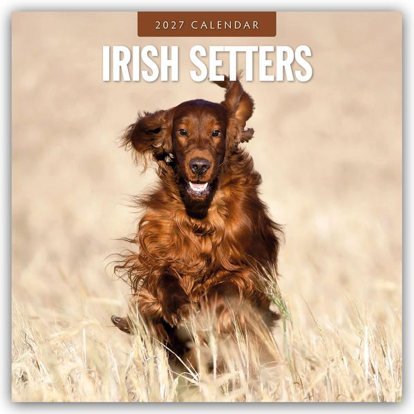 Irish Setters - Irischer Setter 2027 - 16-Monatskalender