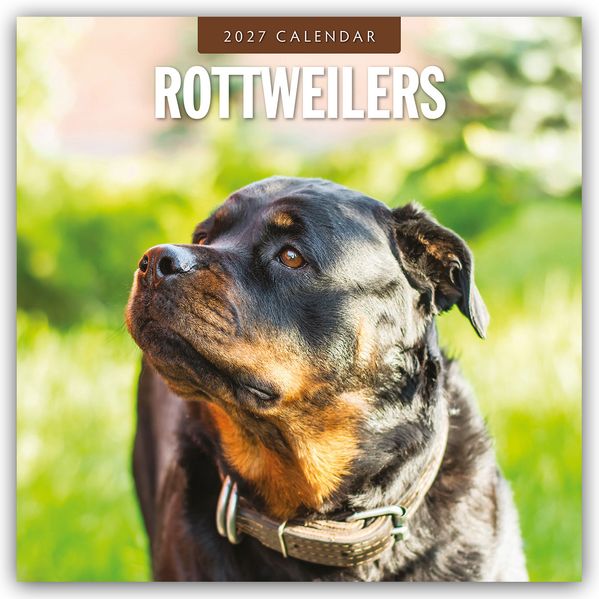 Rottweilers - Rottweiler 2027 - 16-Monatskalender