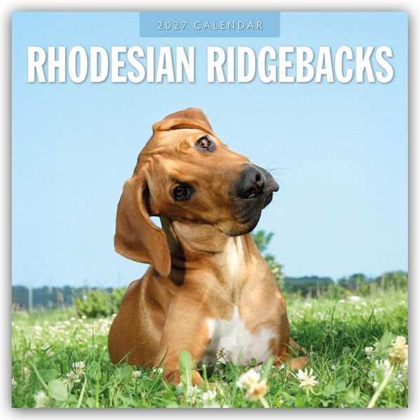 Rhodesian Ridgebacks - Rhodesian Ridgeback 2027 - 16-Monatskalender