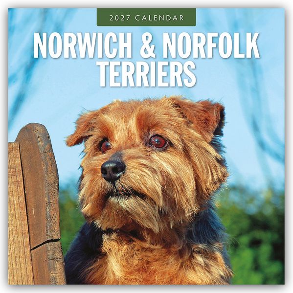 Norwich Terrier und Norfolk Terrier 2027 - 16-Monatskalender