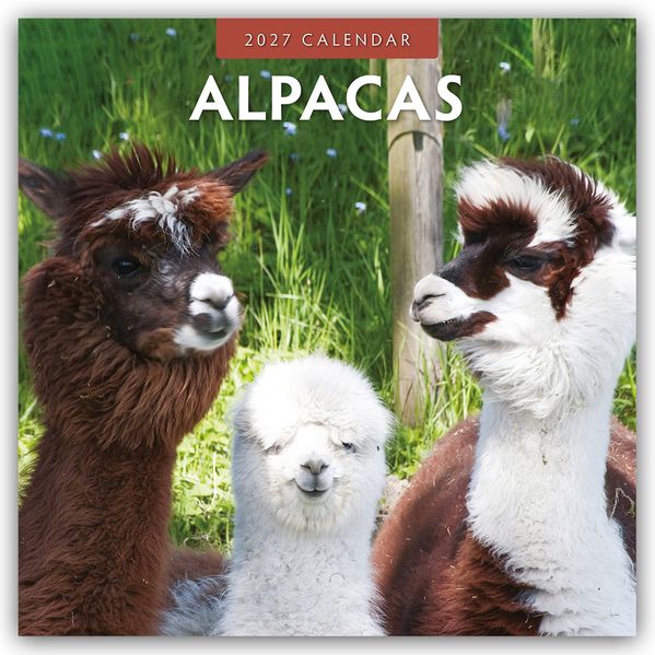 Alpacas - Alpakas 2027 - 16-Monatskalender