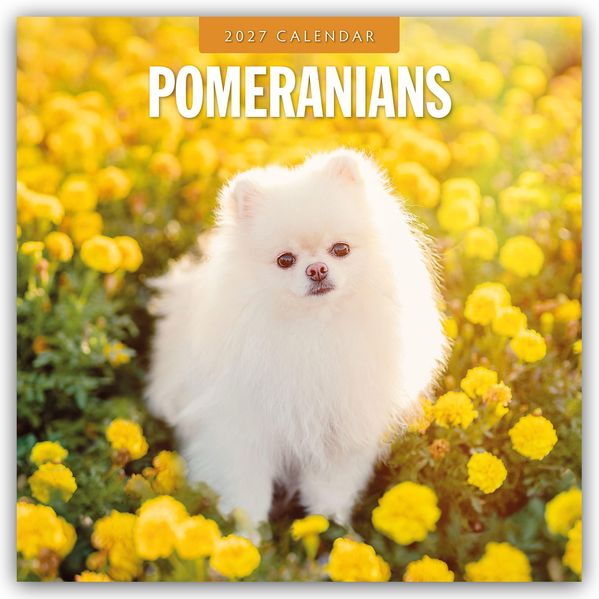 Pomeranians - Zwergspitz - Pomeranian Zwergspitz 2027 - 16-Monatskalender