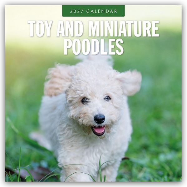 Toy and Miniature Poodles - Zwergpudel 2027 - 16-Monatskalender