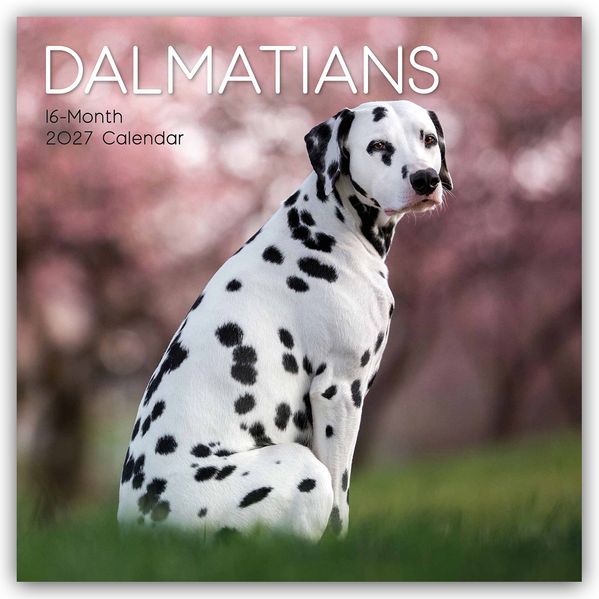 Dalmatians - Dalmatiner 2027 - 16-Monatskalender