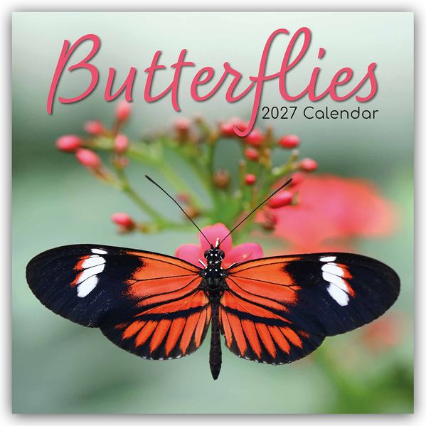Butterflies - Schmetterlinge 2027 - 16-Monatskalender