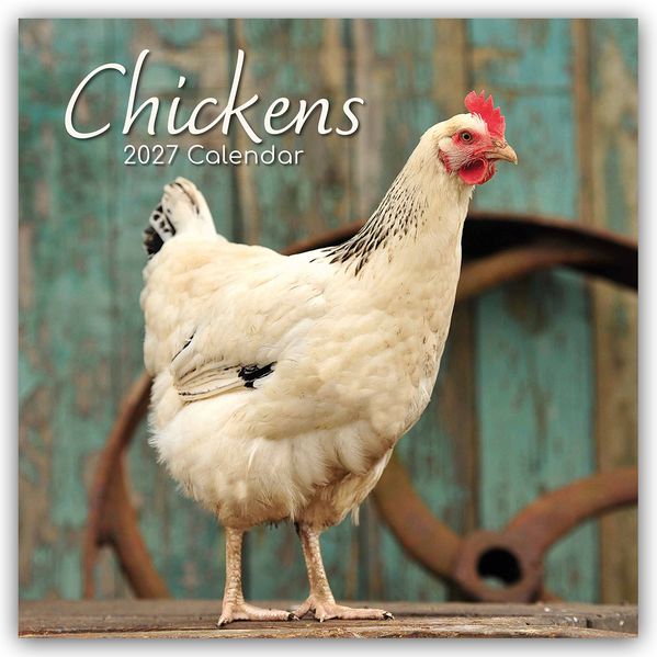 Chickens - Hühner 2027 - 16-Monatskalender