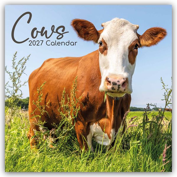 Cows - Kühe 2027 - 16-Monatskalender
