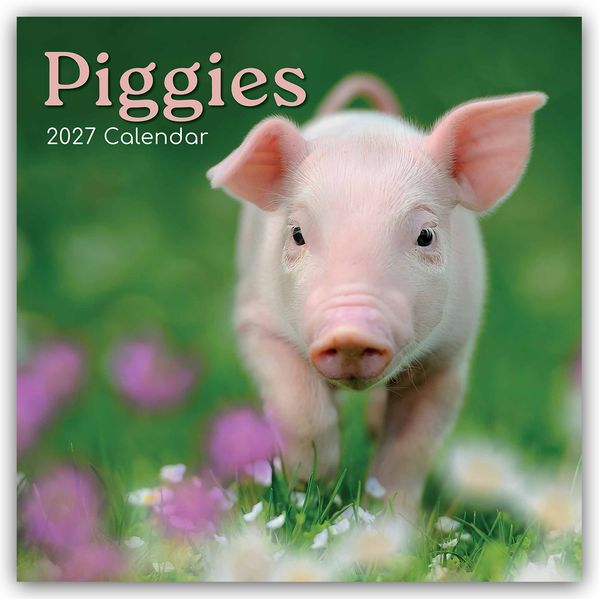 Piggies - Ferkel Schweine 2027 - 16-Monatskalender