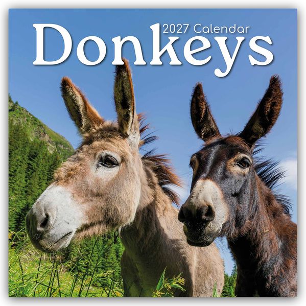 Donkeys - Esel 2027 - 16-Monatskalender