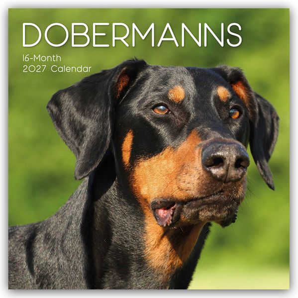 Dobermans - Dobermann 2027 - 16-Monatskalender
