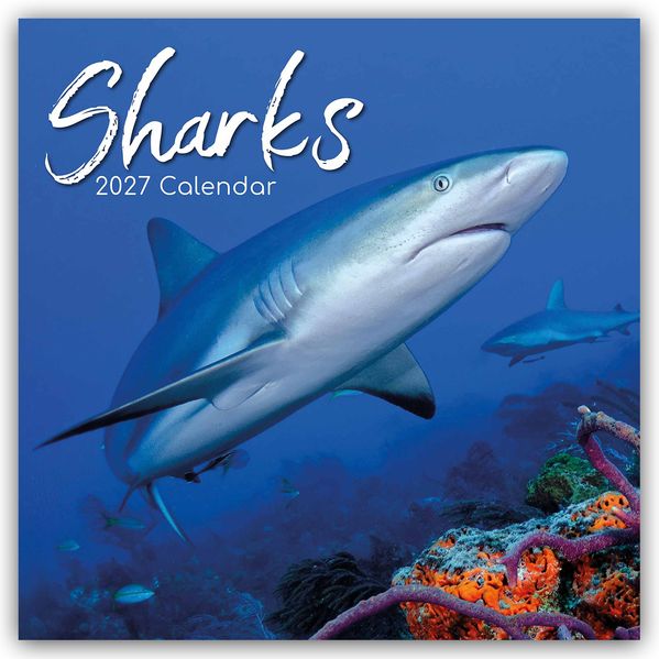 Sharks - Haie 2027 - 16-Monatskalender