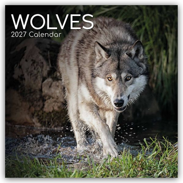 Wolves - Wölfe 2027 - 16-Monatskalender