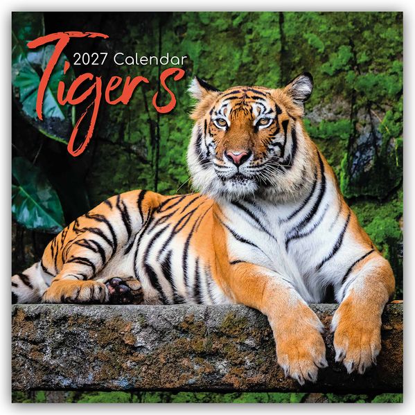 Tigers - Tiger 2027 - 16-Monatskalender