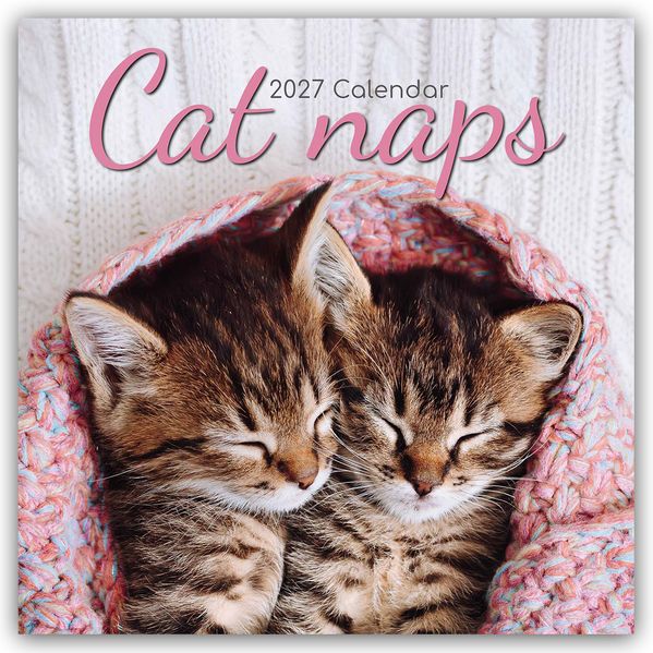 Cat Naps - Träumende Katzen 2027 - 16-Monatskalender