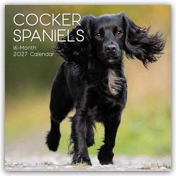 Cocker Spaniels 2027 - 16-Monatskalender