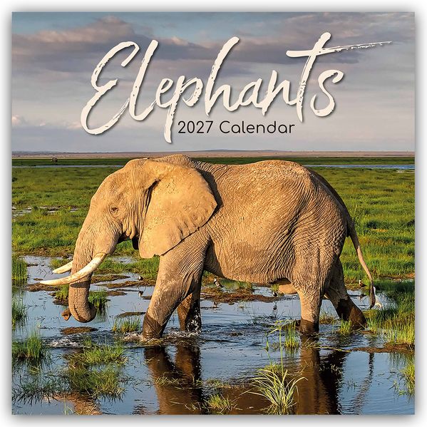 Elephants - Elefanten 2027 - 16-Monatskalender