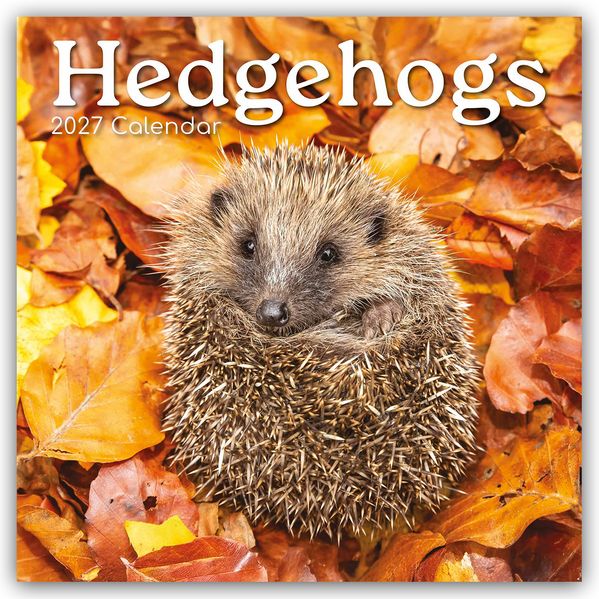 Hedgehogs - Igel 2027 - 16-Monatskalender