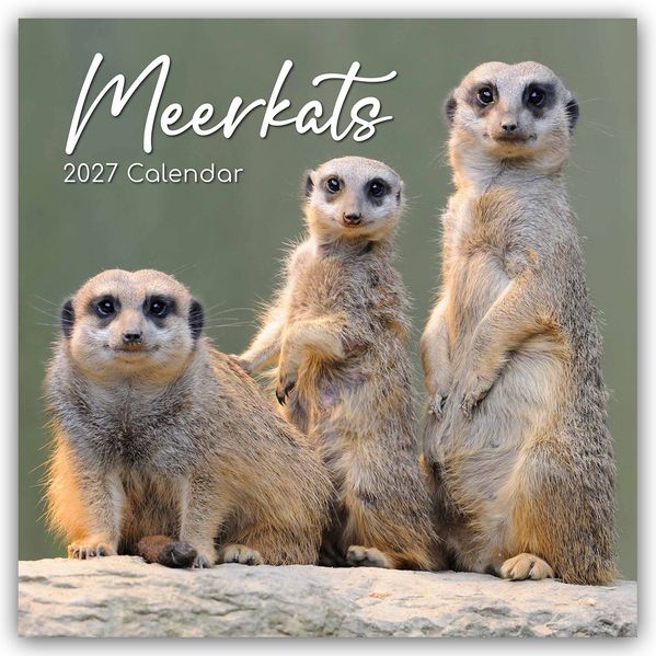 Meerkats - Erdmännchen 2027 - 16-Monatskalender